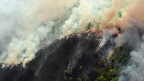 Burning dry grass and trees. Natural disaster in forest, aerial view from drone Stock Footage 138770432