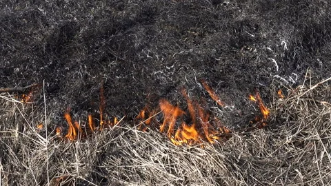 Burning dry grass as a background Stock Footage 135264753