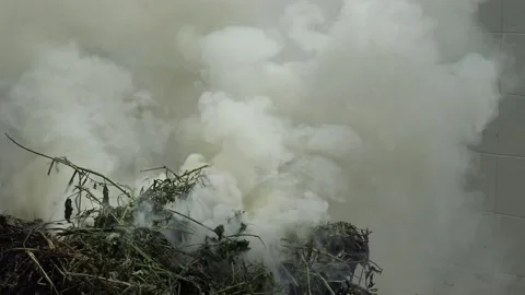 Burning dry grass caused smoke to float in the air. Stock Footage 165287793