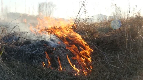 Burning dry grass close up Stock Footage 73748031