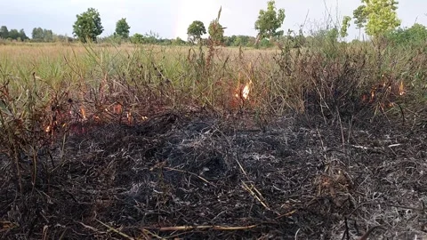 Burning dry grass debris and weeds in an agricultural field Stock-Footage 335708316