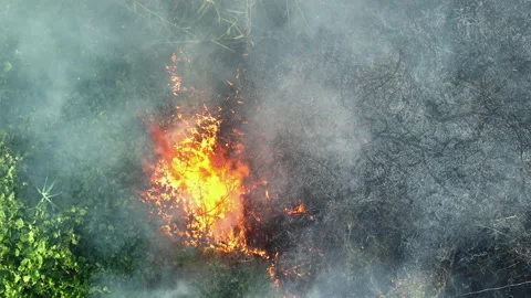 Burning dry grass. Disaster in forest aerial view drone. Fires with smoke Video stock 232373638