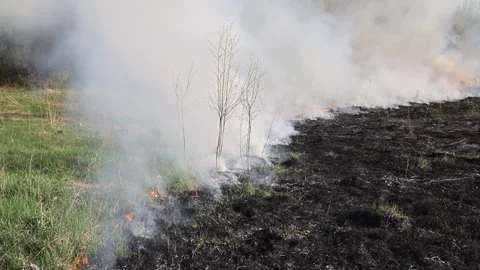 Burning dry grass on the field. Fire in the field. Environmental disaster Stock Footage 271652688