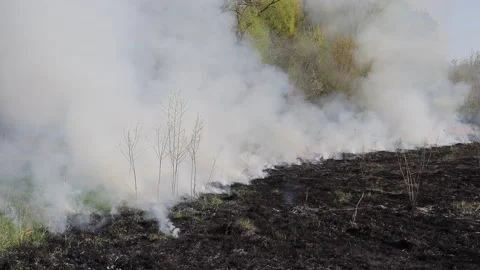 Burning dry grass on the field. Fire in the field. Environmental disaster Stock Footage 271652747