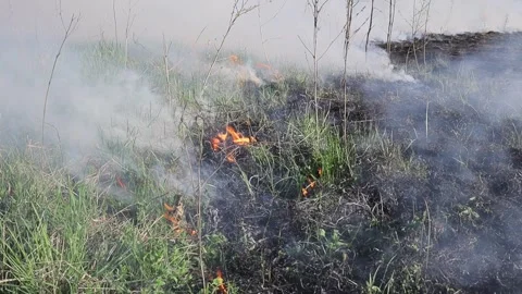 Burning dry grass on the field. Fire in the field. Environmental disaster Stock Footage 271653062