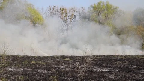 Burning dry grass on the field. Fire in the field. Environmental disaster Stock Footage 271723803