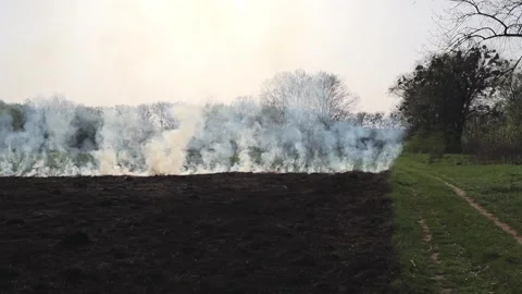 Burning dry grass on the field. Fire in the field. Environmental disaster Stock Footage 271723819