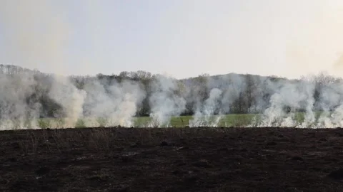 Burning dry grass on the field. Fire in the field. Environmental disaster Stock Footage 271723847