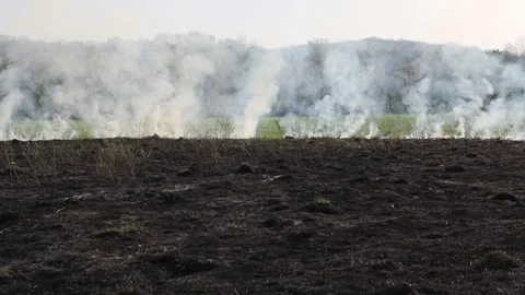 Burning dry grass on the field. Fire in the field. Environmental disaster Stock Footage 271723878