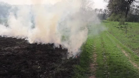 Burning dry grass on the field. Fire in the field. Environmental disaster Stock Footage 271723917