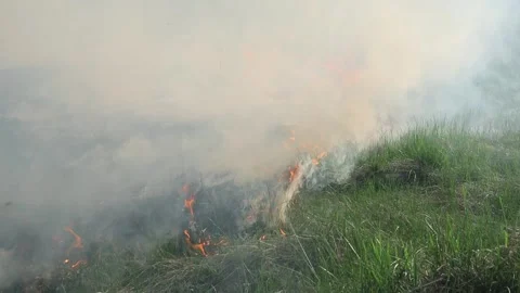 Burning dry grass on the field. Fire in the field. Environmental disaster Stock Footage 271724035