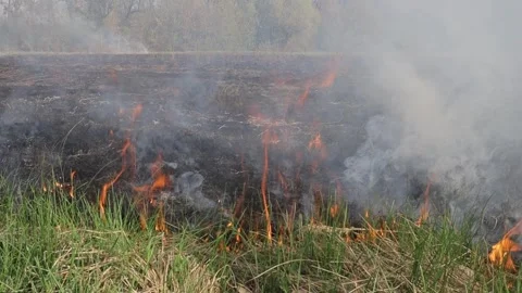 Burning dry grass on the field. Fire in the field. Environmental disaster Stock Footage 271724068