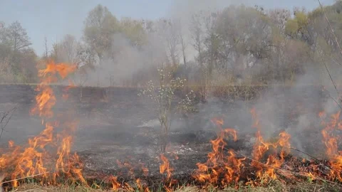 Burning dry grass on the field. Fire in the field. Environmental disaster Stock Footage 271724289