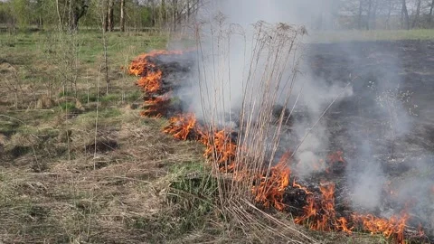 Burning dry grass on the field. Fire in the field. Environmental disaster Stock Footage 271724838
