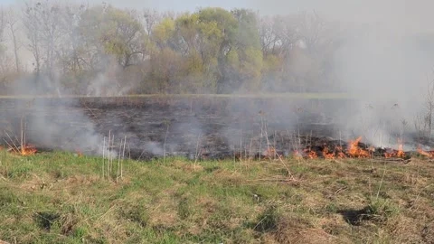 Burning dry grass on the field. Fire in the field. Environmental disaster Stock Footage 271725030
