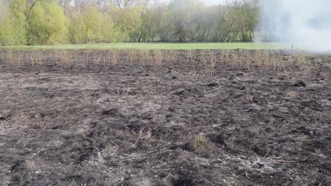 Burning dry grass on the field. Fire in the field. Environmental disaster Stock Footage 271725121