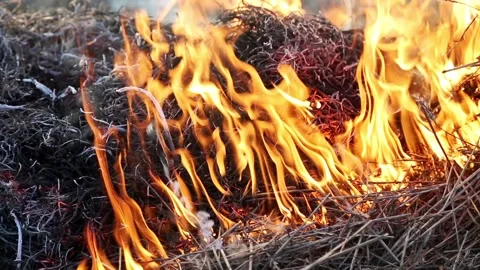 Burning dry grass in the field Stock Footage 89415826