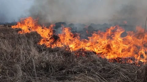 Burning dry grass on the field Stock Footage 128276122