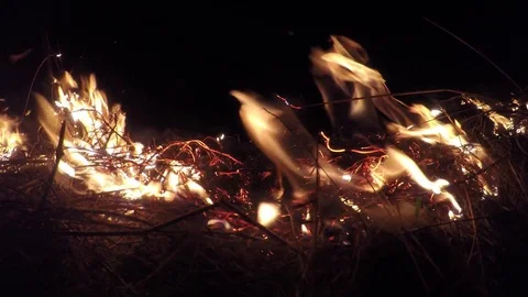 Burning dry grass field at night Stock Footage 73747985