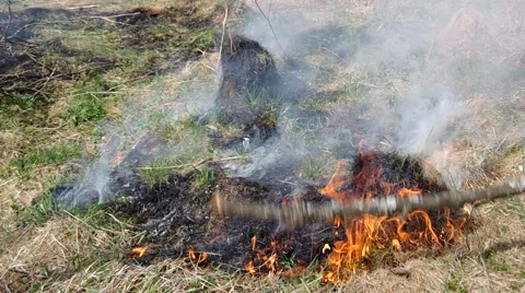 Burning dry grass Stock Footage 49207285