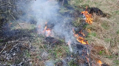 Burning dry grass Stock Footage 49722248