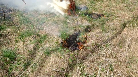Burning dry grass Stock Footage 50425038