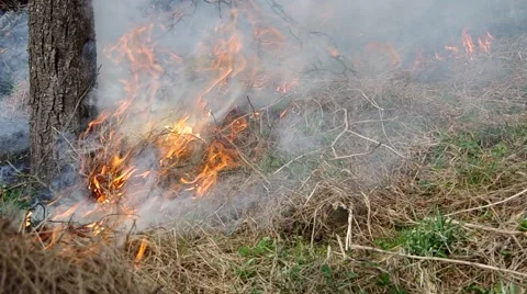 Burning dry grass Stock Footage 50425086