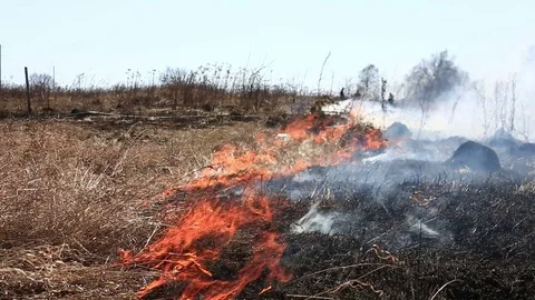 Burning dry grass Stock Footage 79041471