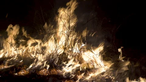 Burning dry grass Stock Footage 156027895
