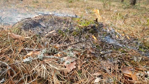 Burning dry grass in the forest. Fire in the forest. Fire in the forest. 스톡 동영상 106201212