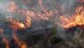 Burning dry grass on the meadow HD Footage