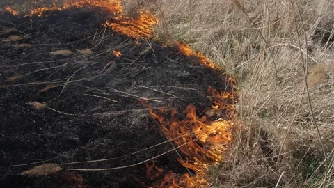 Burning dry grass on nature Stock Footage 132804646