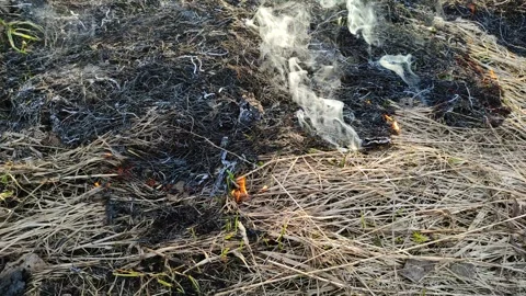 Burning dry grass in the open air №7 Stock Footage 332113277