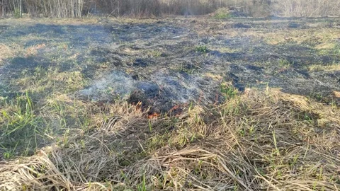 Burning dry grass in the open air №3 Stock Footage 332113313