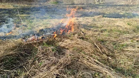 Burning dry grass in the open air №2 Stock Footage 332114470