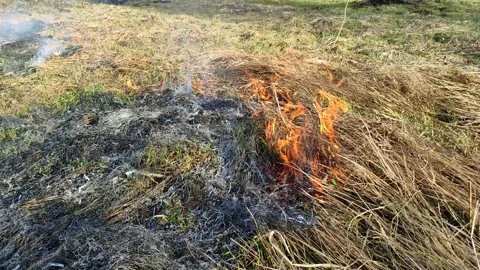Burning dry grass in the open air №1 Stock Footage 332115178