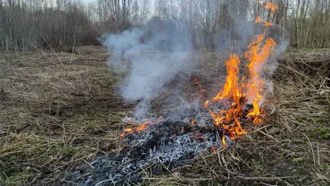 Burning dry grass in the open air №8 Stock Footage 332116992