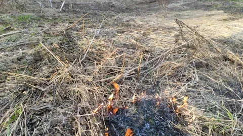 Burning dry grass in the open air №4 Stock Footage 332116993