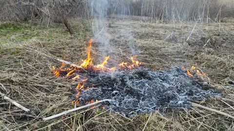 Burning dry grass in the open air №9 Stock Footage 332117077