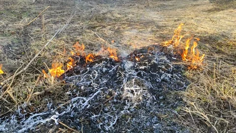 Burning dry grass in the open air №5 Stock Footage 332117104