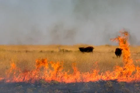 Burning dry grass Stock Photos