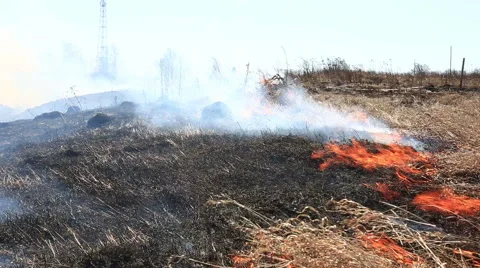 Burning dry grass reason of forest fires Stock Footage 49920970