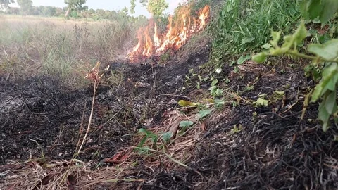 Burning dry grass on a rice paddy dike for farm clearing Stock-Footage 335708830