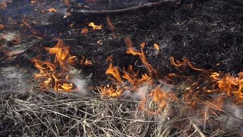 Burning dry grass in slow motion Stock Footage 127955260