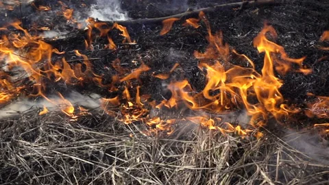 Burning dry grass in slow motion Stock Footage 129570193