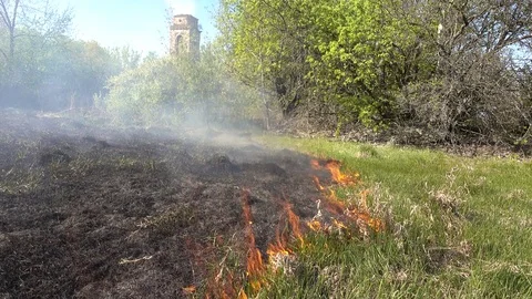 Burning dry grass at spring, 4k 2160p video footage Stock Footage 84178997