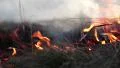 Burning dry grass in the steppe HD Footage