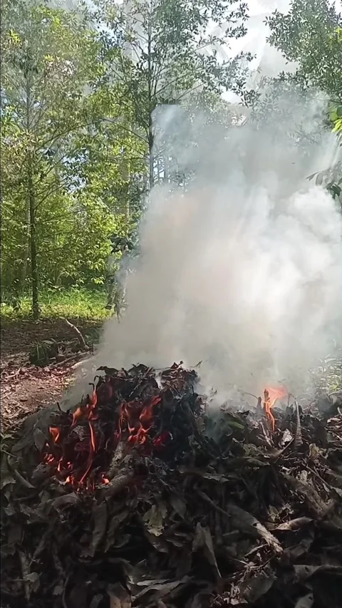 Burning Dry Leaves and Trash in a Rural Village Garden Stock Footage 339912154