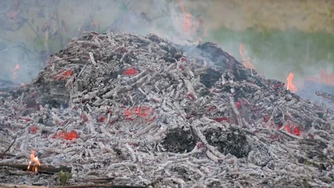 Burning dry leaves and tree branch Stock Footage 246526855