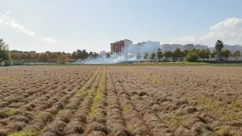 Burning of dry tops in the beds Stock-Footage 168127307